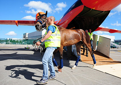 Horse disembarking red plane