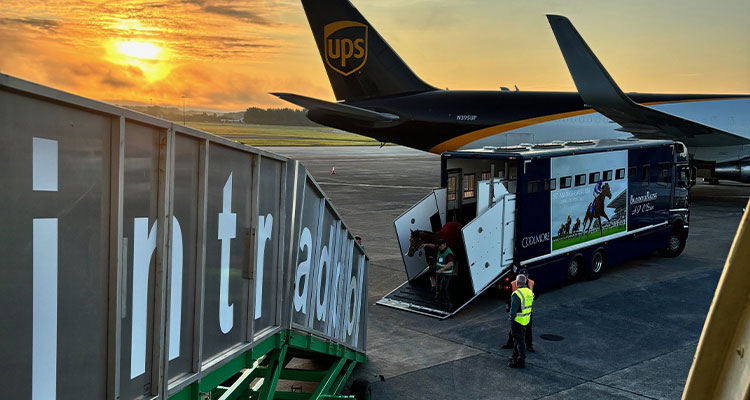 Horse being loaded onto Intradco Global plane