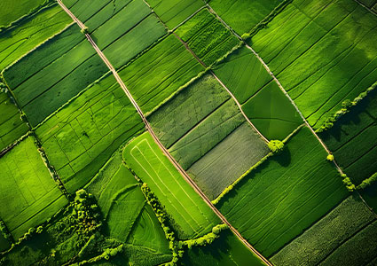 Birds eye view of green feilds