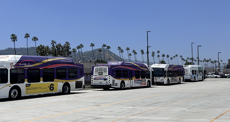 several buses belonging to the Glendale Beeline system, a public transportation service in Glendale, California.