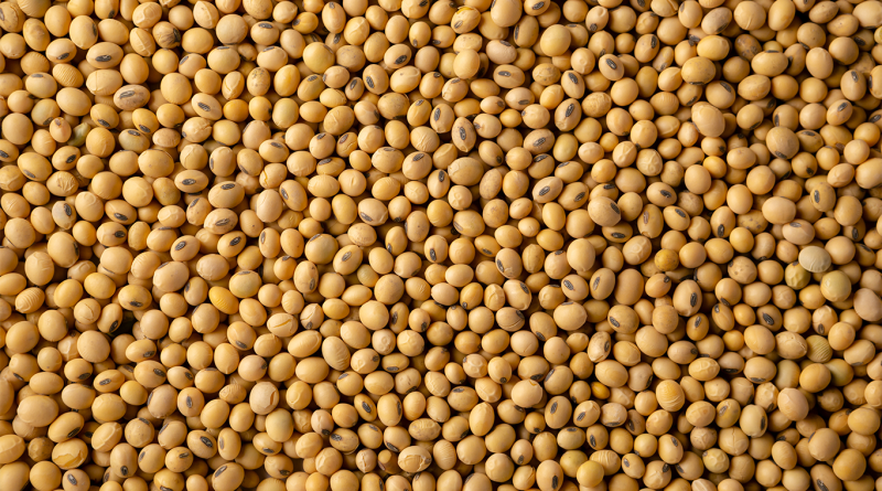 Close-up of harvested soybeans, highlighting the crop at the centre of renewed U.S.-China agricultural trade and global export markets.